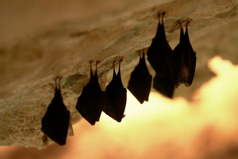 Mueren 12 niños por rabia, mordidos por murciélagos en la selva de Perú