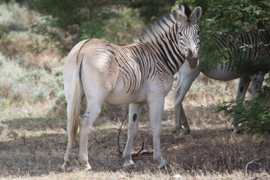 "Quagga", un animal extinto y polémicamente resucitado en Sudáfrica