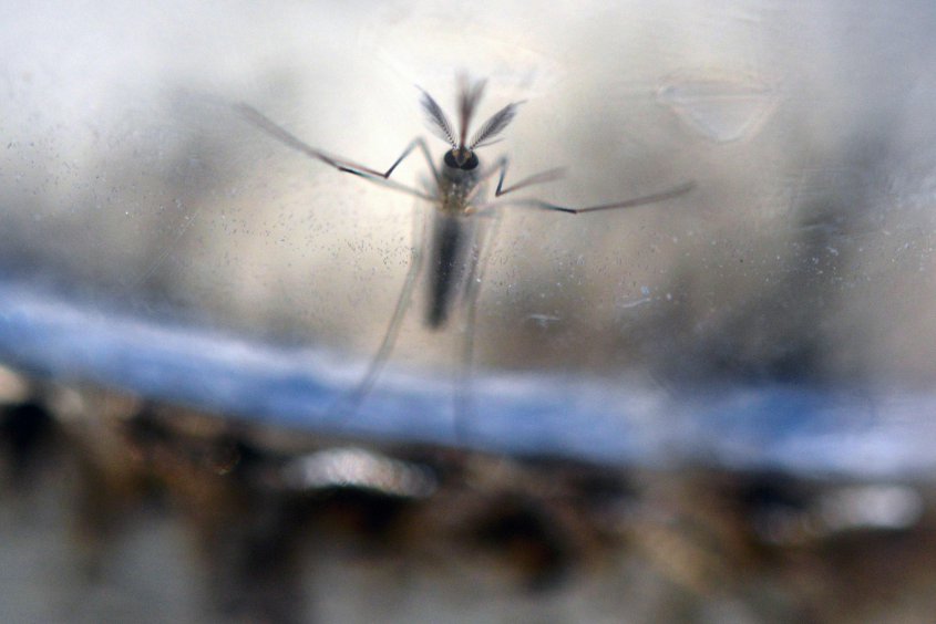 Uruguay en alerta roja: "Es altamente probable que tengamos casos autóctonos de dengue"; afirmó Ministro de Salud