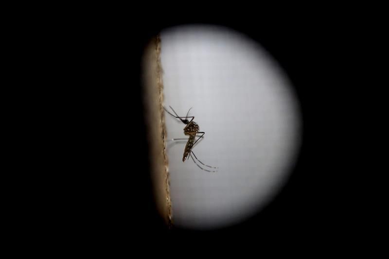 El zika puede permanecer en el semen más de lo esperado, según un estudio