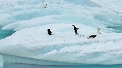 Un iceberg gigante causa la muerte de 150.000 pingüinos en Antártida