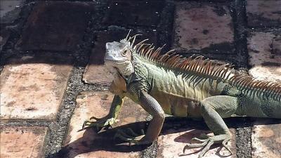 Dos años de prisión para un mexicano que intentó sacar 11 iguanas de Galápagos