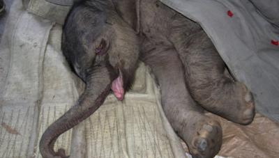 Salvó a un elefante bebé y lo llevó a vivir a su casa