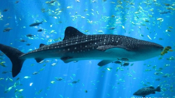 Pescadores peruanos mataron a tiburón ballena solo para quitarle sus aletas