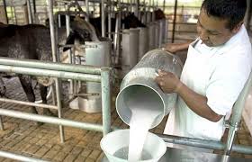 Cuatro empresas lácteas recibirán préstamo del gobierno por US$ 60 millones