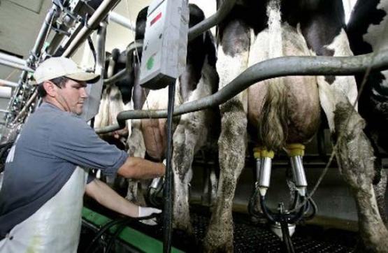 Productores de leche disconformes con propuesta del gobierno