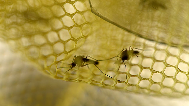 Segundo caso de dengue autóctono en Uruguay en Malvín Norte