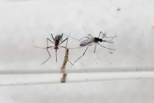Científicos esterilizan con radiación a mosquitos machos para erradicar el zika
