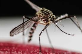 Caso grave de dengue en Uruguay "evoluciona bien"