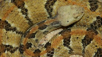 En EE.UU. poblarán una isla con serpientes venenosas
