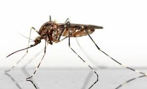 Brasil esterilizará a mosquitos con rayos gamma en su guerra contra el zika