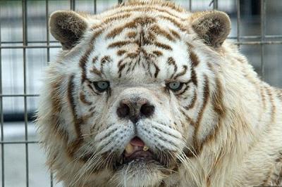 Kenny, el tigre más feo del mundo por culpa de la endogamia