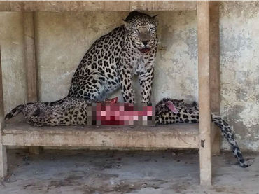 Animales en zoológico de Yemen recurren al canibalismo