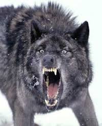 Un lobo rabioso ataca a un matrimonio y el hombre logra estrangularlo