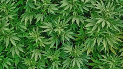 Canadá legaliza cultivo de marihuana terapéutica