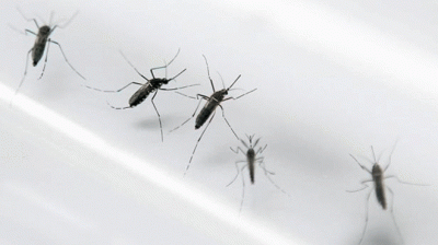 Cómo llegó el dengue a Uruguay, país que estuvo libre del virus durante los últimos 100 años