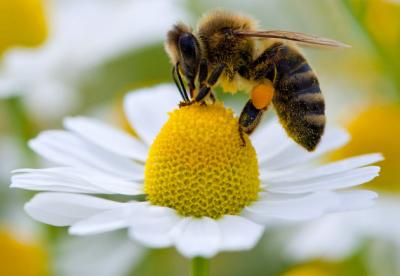 La desaparición de abejas y otros polinizadores amenaza agricultura mundial
