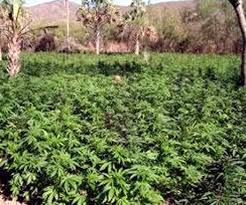 Padre e hija estadounidenses presos por cultivar más de 125 plantas de marihuana en Maldonado