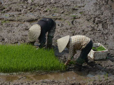 Vietnam se enfrenta la peor sequía en los últimos 90 años