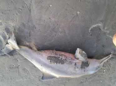 Aparecen 23 delfines muertos con marcas de redes en sus hocicos en costa argentina