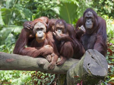 La población de orangutanes se duplica en Sumatra