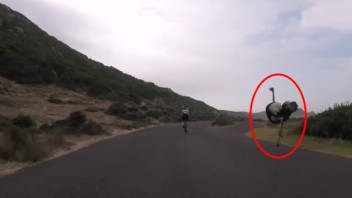 Gran susto: A toda velocidad una avestruz persigue unos ciclistas en Sudáfrica