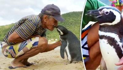 Agradecido pingüino nada miles de millas cada año para visitar al hombre que le salvó la vida