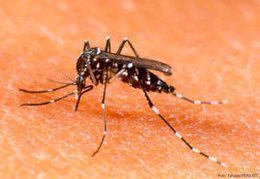 Aumentan a 23 los casos de dengue autóctono en Uruguay