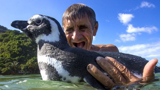 Pingüino que fue salvado por un hombre en Brasil no lo visita, en realidad vive con él