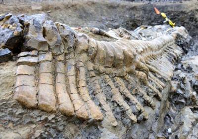 Hallan en México restos de dinosaurio y mamut durante construcción de gasoducto