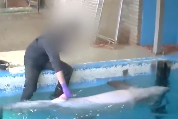 En un zoo holandés cuidador fue filmado masturbando a un delfín