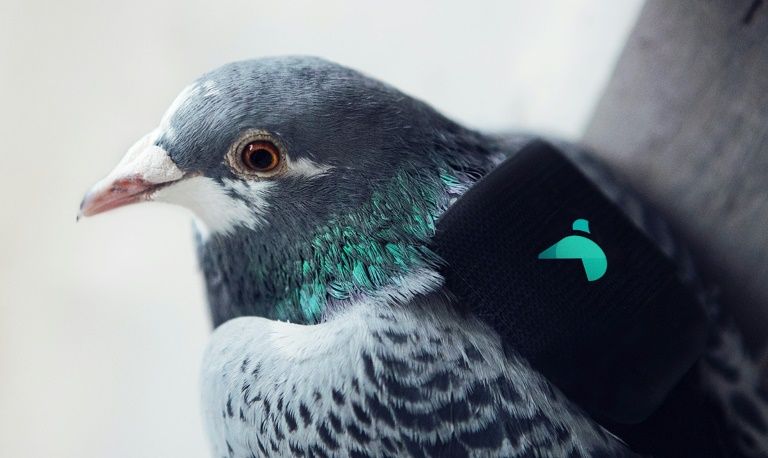 Una patrulla de palomas mide la contaminación en Londres
