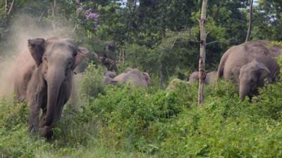 Una aldea india se traslada de lugar para ceder paso a los elefantes