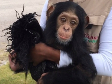 Cría de chimpancé recibe cuidados de madre sustituta