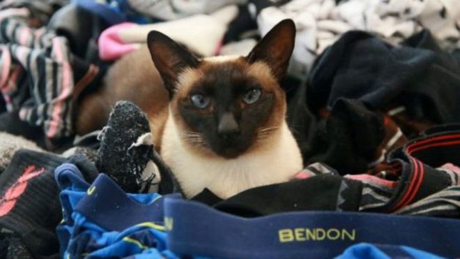 La gata que robaba ropa interior de hombre en Nueva Zelanda