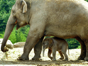 Zoológico de Praga fabricará papel de estiércol de elefante