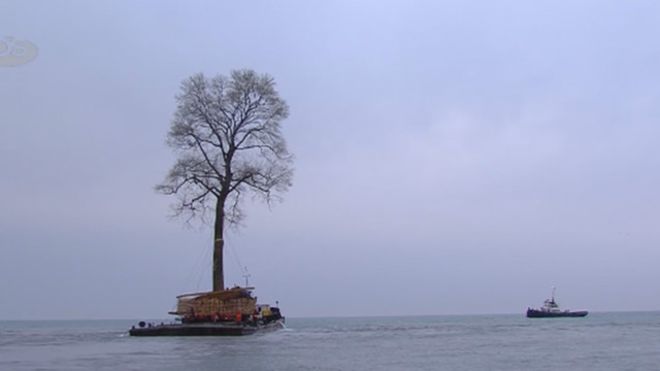 El "árbol que nada" en el Mar Negro se volvió viral en redes sociales