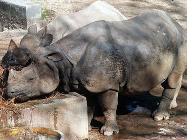 Cazadores furtivos matan a dos rinocerontes blancos en Sudáfrica