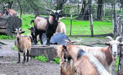Zoo de Paysandú también cerró y liberan a 80 animales