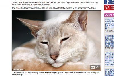 ¿Habrá perdido una vida?: Una gata sobrevivió 8 días en un paquete que su dueña envió por correo