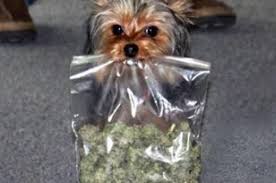 Perro llega a casa con una gran sorpresa: una bolsa de marihuana