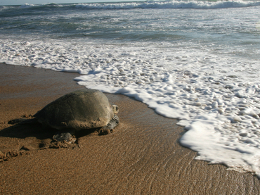 Las tortugas pueden nadar más de cien kilómetros para regresar a casa