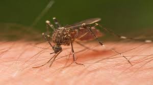 ¿Por qué los mosquitos pican más a unos que a otros?