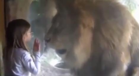 Impactante reacción de un león ante una niña en un zoo