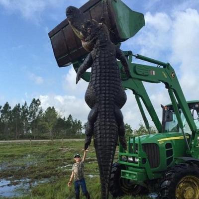 Monstruoso cocodrilo torturador atrapado en Florida