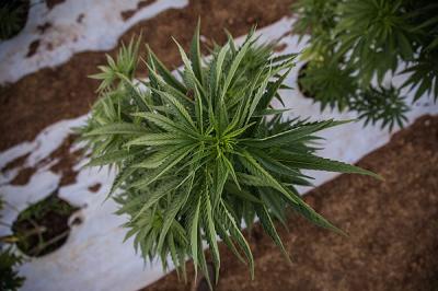 Alemán aquejado de esclerosis múltiple recibe autorización para cultivar cannabis en su hogar