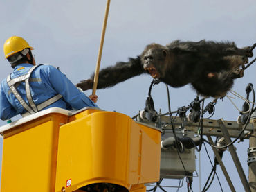 Chimpancé escapa de zoológico en Japón y su aullido mete miedo