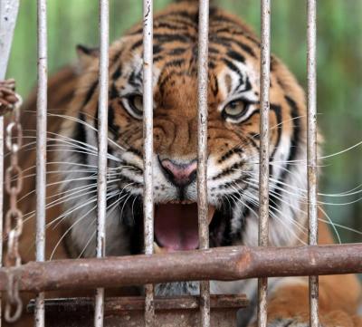 Tigre malasio mata a una empleada de un zoológico de Florida, EEUU