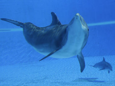 Hembra de delfín devuelta al mar da a luz a una cría