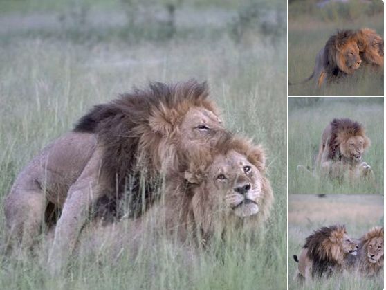 Fotografían a dos leones machos manteniendo relaciones e ignorando a las hembras